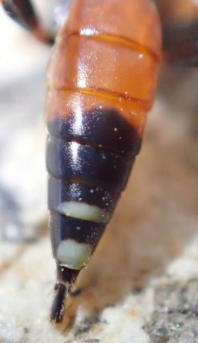Réf. 245 029 : Exephanes ischioxanthus
